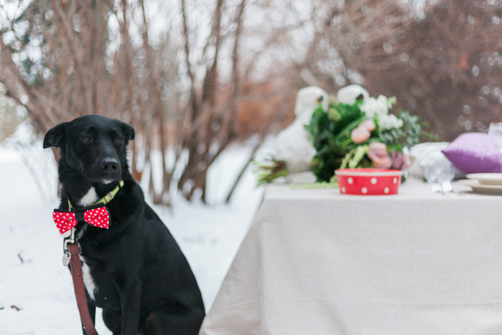 23. dogs-in-weddings