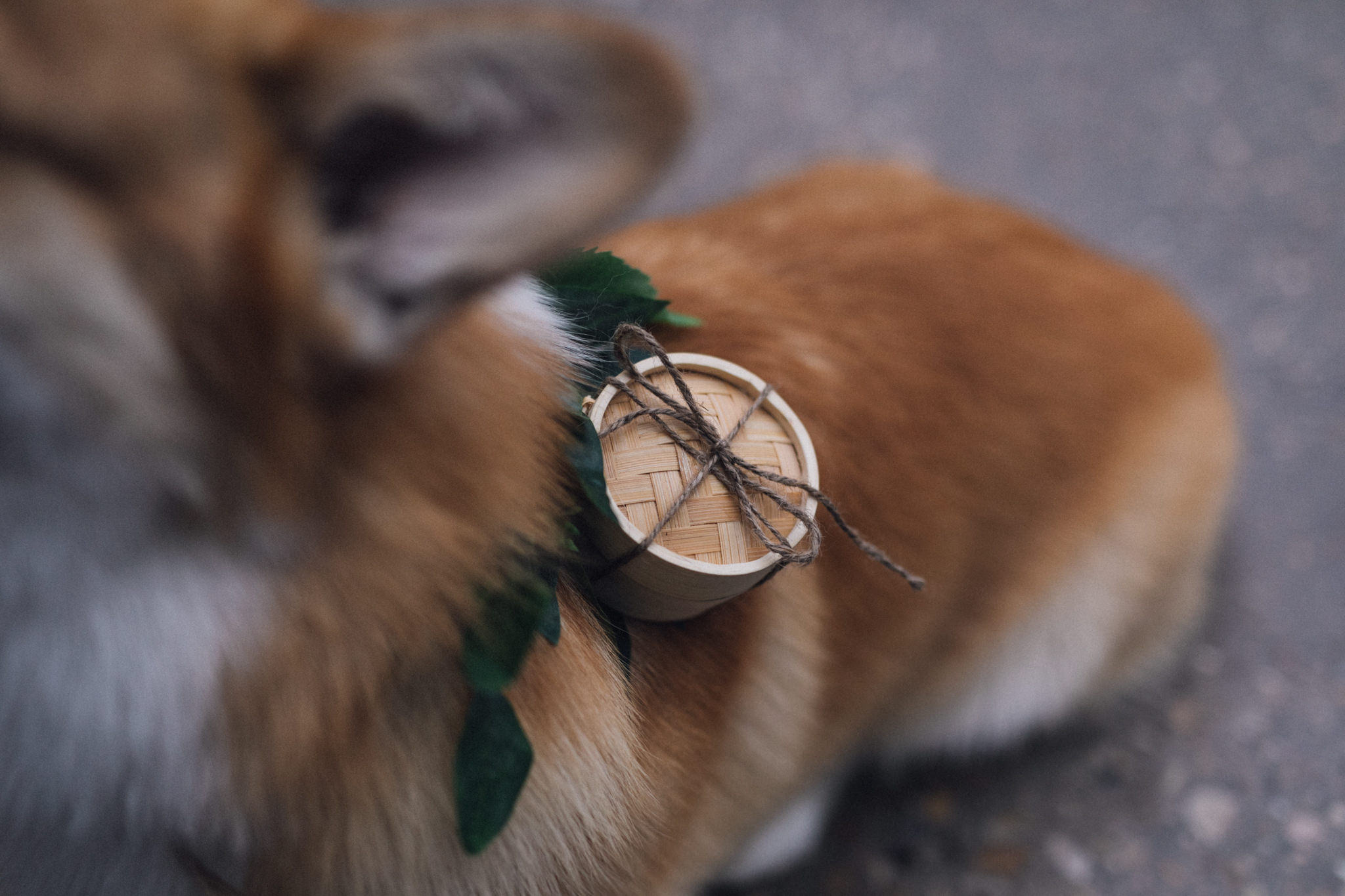 dog ring bearer