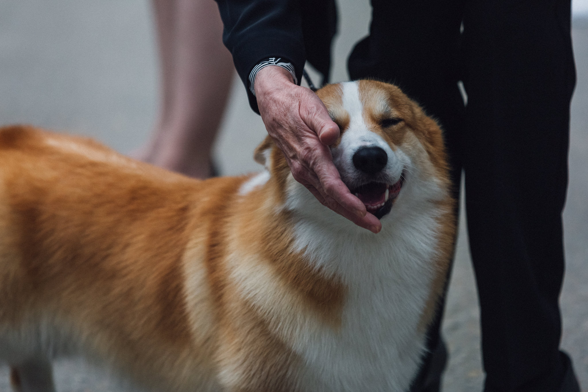 dogs in weddings