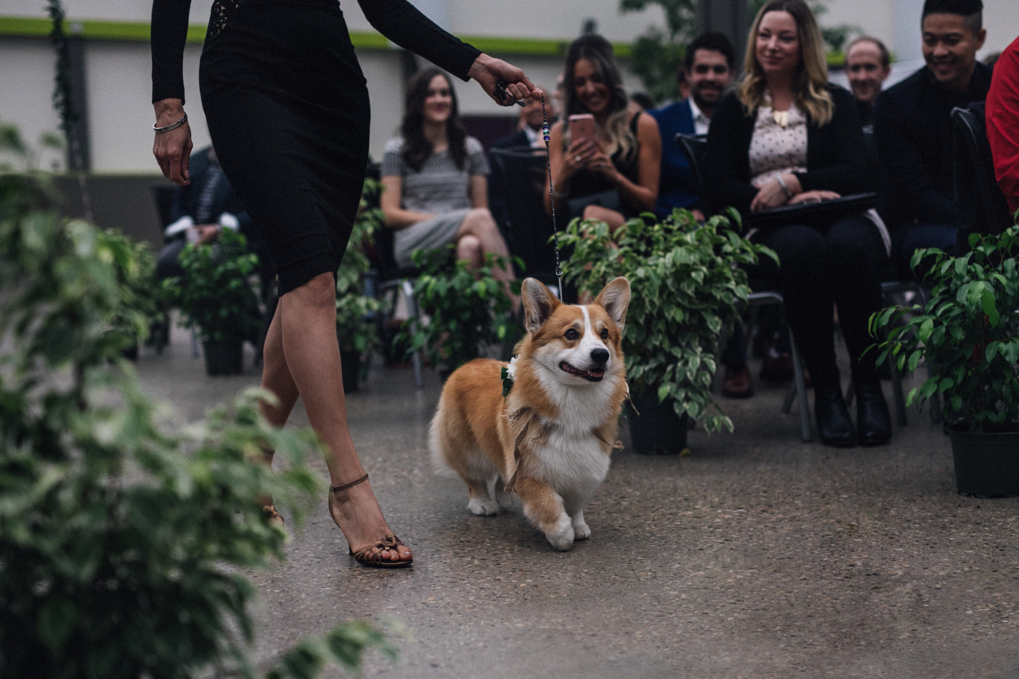 dogs in weddings