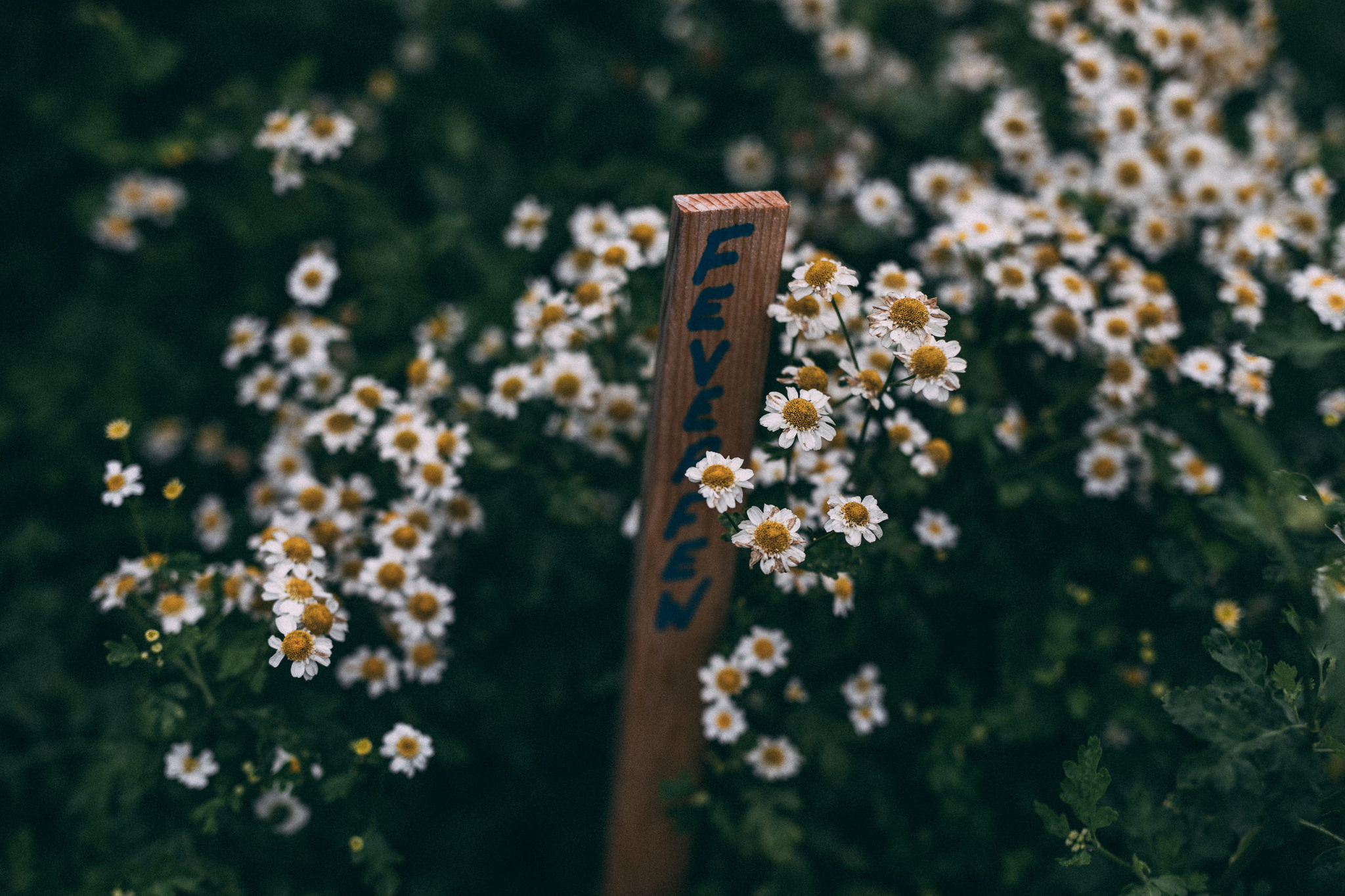 rainy engagement session