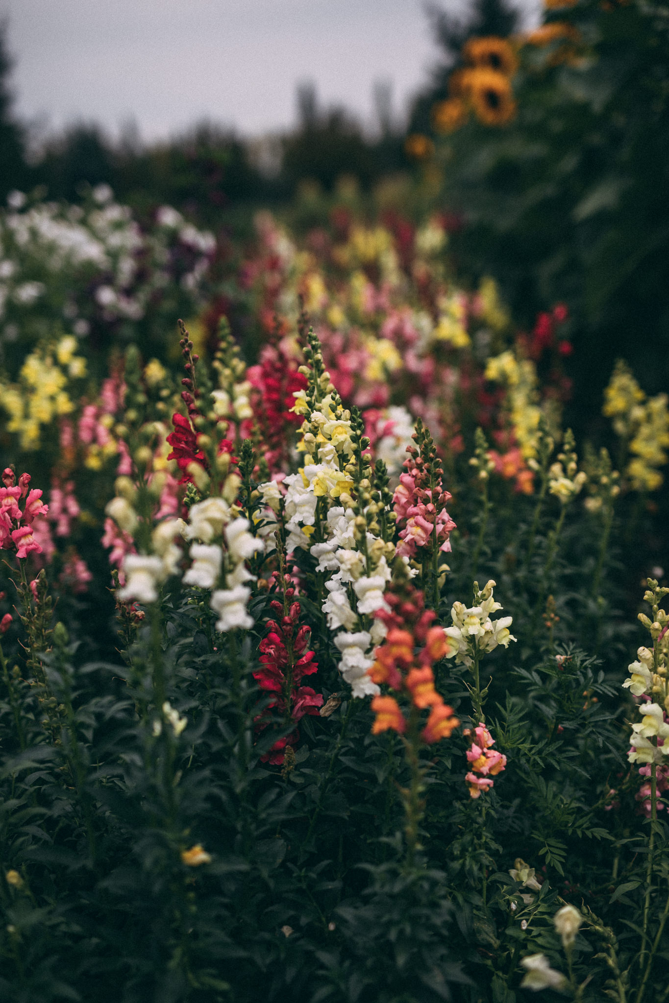 Birchwood Meadows flower field