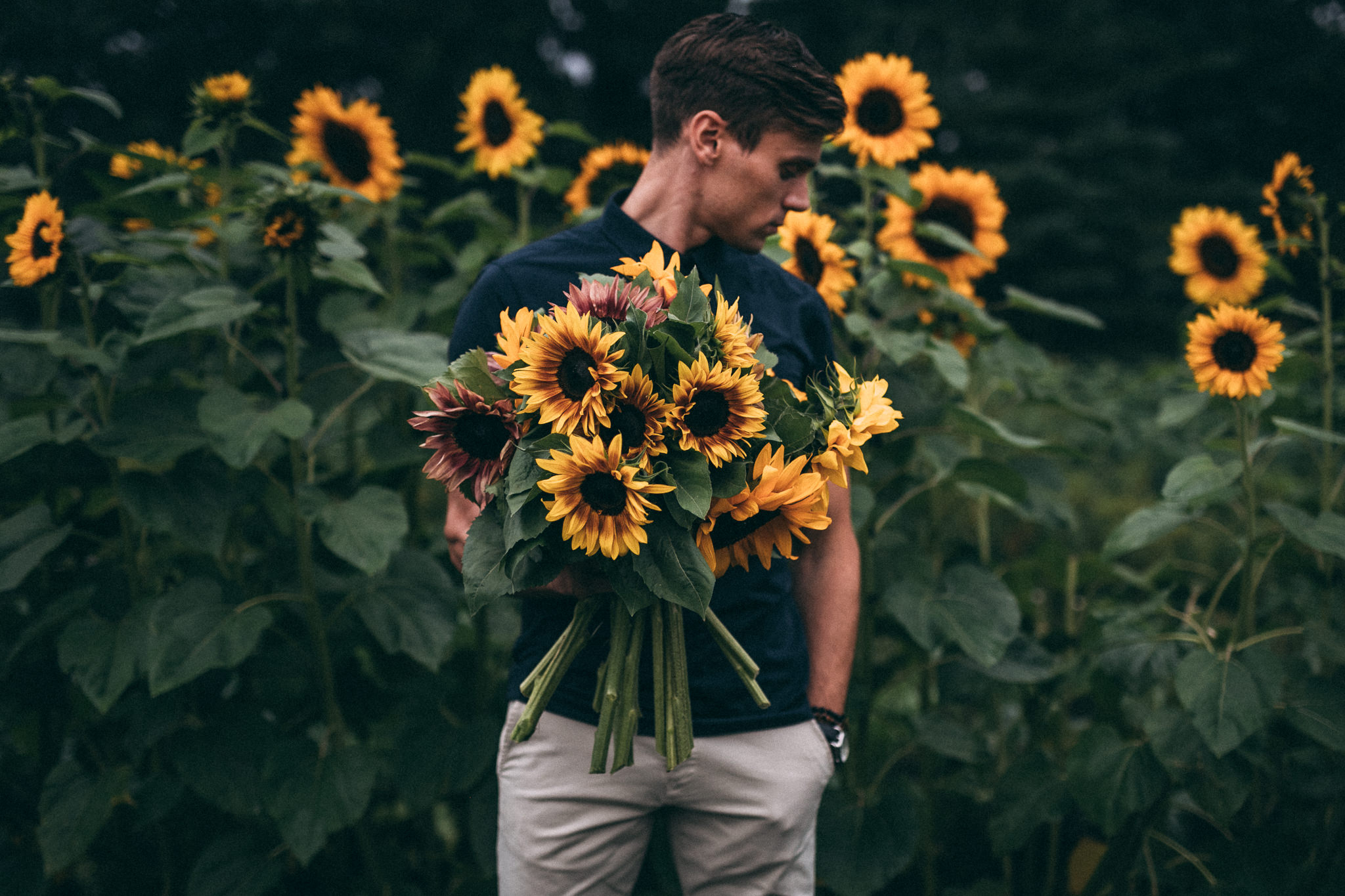 sunflower picking